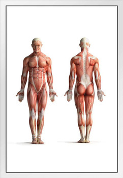 anatomical position muscles