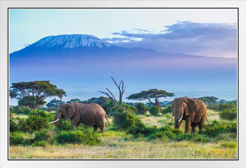 Majestic Elephant Couple Mount Kilimanjaro Volcano Tanzania Africa Animals Grazing Photo Photograph Colorful Landscape White Wood Framed Art Poster 20x14