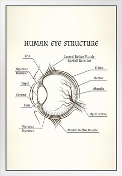 Structure Of The Human Eye Anatomy Chart White Wood Framed Poster 14x20