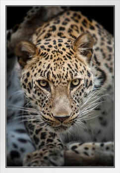 Close Up of Angry Leopard Photo Leopard Pictures Wall Decor Jungle Animal Pictures for Wall Posters of Wild Animals Jungle Leopard Print Decor Animal Wall Decor White Wood Framed Art Poster 14x20