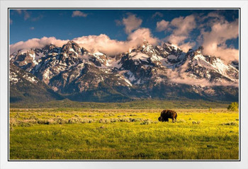 Bison Grazing Below Grand Teton Mountains Photo Photograph Landscape Pictures of Buffalo Pictures Wall Art Bull Pictures Wall Decor Bull Horns for Wall White Wood Framed Art Poster 20x14