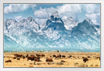 Herd of Bison Buffalo Grazing Near Grand Teton Mountains Wyoming Snow Covered Mountain Range Photo Photograph Landscape White Wood Framed Art Poster 20x14