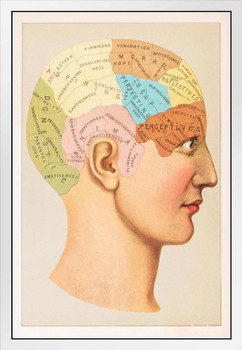 Phrenology Human Brain Skull Anatomy Vintage Illustration 1891 Educational Chart Diagram White Wood Framed Art Poster 14x20