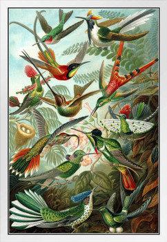 Trochilidae Variety Hummingbirds Ernst Haeckel Bird Pictures Wall Decor Beautiful Art Wall Decor Feather Prints Wall Art Nature Animal Bird Prints White Wood Framed Art Poster 14x20