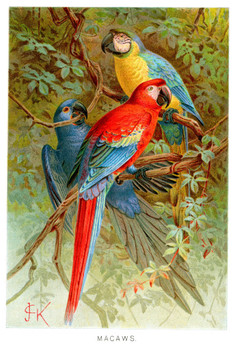 Scarlet Blue Gold Macaws Vintage Illustration Tropical Bluebird Decor Blue Bird Prints Bird Pictures Wall Decor Feather Prints Wall Art Nature Animal Bird Prints Cool Wall Decor Art Print Poster 12x18