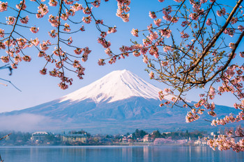 Mount Fuji and Cherry Blossoms Photo Photograph Cool Wall Decor Art Print Poster 12x18