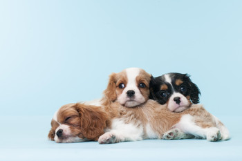 Cavalier King Charles Spaniel Puppies Dogs Relaxing Puppy Black Brown Cute Dog Breed Sleeping Animal Photo Photograph Cool Wall Decor Art Print Poster 18x12