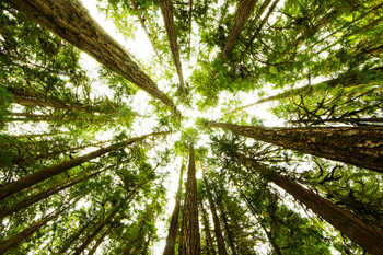 Through The Trees Olympic National Park Photo Photograph Cool Wall Decor Art Print Poster 18x12