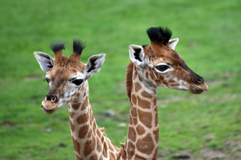 Two Baby Giraffes Photo Giraffe Poster Giraffe Wall Art Giraffe Pictures for Wall Giraffe Decor Giraffe Standing Safari Wall Pictures Cute Prints for Wall Thick Paper Sign Print Picture 12x8