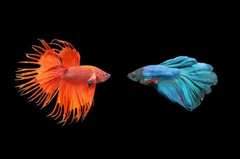 Siamese Fighting Fish Photo Photograph Beta Cool Fish Poster Aquatic Wall Decor Fish Pictures Wall Art Underwater Picture of Fish for Wall Wildlife Reef Poster Thick Paper Sign Print Picture 12x8