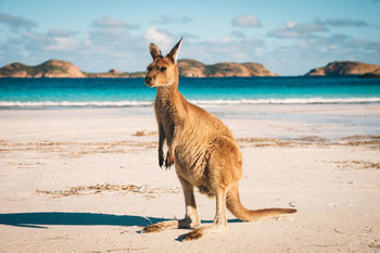 Lucky Bay Kangaroo in Esperance Photo Photograph Thick Paper Sign Print Picture 12x8