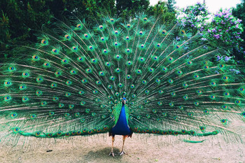Beautiful Peacock with Feathers Spread Photo Poster Peafowl Bird Feather Train Erect Fanned Out Animal Thick Paper Sign Print Picture 12x8