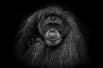 Orangutan Portrait Black White Closeup Face Photo Poster Detailed Primate Like Monkey Gorilla Photograph Thick Paper Sign Print Picture 12x8