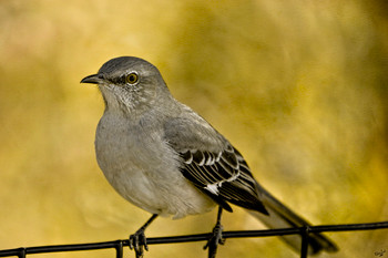 Northern Mockingbird by Chris Lord Photo Photograph Bird Pictures Wall Decor Beautiful Art Wall Decor Feather Prints Wall Art Nature Wildlife Animal Bird Prints Cool Wall Art Print Poster 12x18