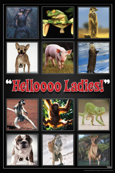 Helloooo Ladies! Grid Animals Humor Thick Paper Sign Print Picture 8x12