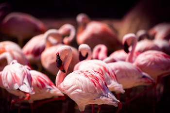 Pink Flamingos Flock Wading Photograph Flamingo Prints Flamingo Wall Decor Beach Theme Bathroom Decor Wildlife Print Pink Flamingo Bird Exotic Beach Poster Thick Paper Sign Print Picture 12x8