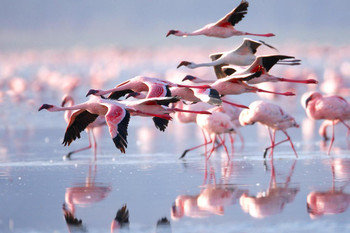 Pink Flamingos Flying Photo Photograph Flamingo Prints Flamingo Wall Decor Beach Theme Bathroom Decor Wildlife Print Pink Flamingo Bird Exotic Beach Poster Thick Paper Sign Print Picture 12x8