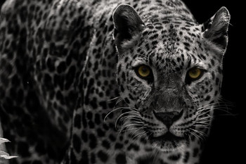 Leopard Close Up Black and White Leopard Pictures Wall Decor Jungle Animal Pictures for Wall Posters of Wild Animals Jungle Leopard Print Decor Animal Wall Decor Thick Paper Sign Print Picture 12x8
