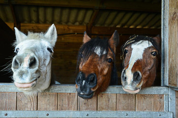 Laminated Happy Horse Faces In Stable Animal Portraits on Farm Photo Poster Horse Pictures Wall Decor Horse Poster Print Horse Breed Posters For Girls Horse Picture Poster Dry Erase Sign 36x24