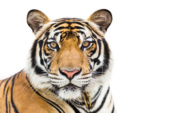 Laminated Young Bengal Tiger Face Isolated White Background Portrait Photo Poster Dry Erase Sign 24x36
