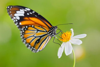 Monarch Butterfly on Flower Photo Photograph Butterfly Poster Vintage Poster Prints Butterflies in Flight Wall Decor Butterfly Illustrations Insect Art Cool Wall Decor Art Print Poster 18x12