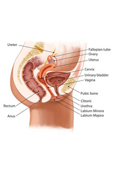 Laminated Female Urinary System Anatomy Chart Poster Dry Erase Sign 24x36