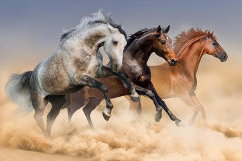 Laminated Three Arabian Stallions Horses Running Through The Dust Photo Photograph Poster Dry Erase Sign 36x24