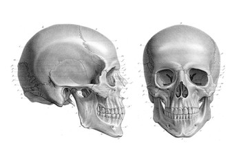 Laminated Human Skull Anatomy Illustration 1866 Antique Textbook Art Print Poster Dry Erase Sign 36x24