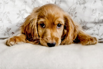 Cute Cocker Spaniel Puppy Lying Down Photo Puppy Posters For Wall Funny Dog Wall Art Dog Wall Decor Puppy Posters For Kids Bedroom Animal Wall Poster Cute Animal Cool Wall Decor Art Print Poster 18x12