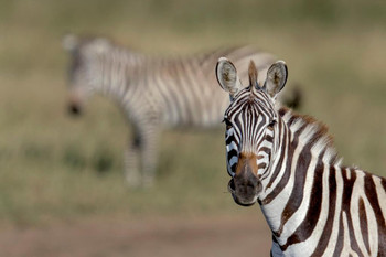 Laminated Zebra Portrait Close Up Serengeti National Park Africa Photo Photograph Poster Dry Erase Sign 36x24