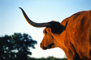 Laminated Firecracker Texas Longhorn at Dusk Photograph Bull Pictures Wall Decor Longhorn Picture Longhorn Wall Decor Bull Picture of a Cow Print Decor Bull Horns for Wall Poster Dry Erase Sign 36x24