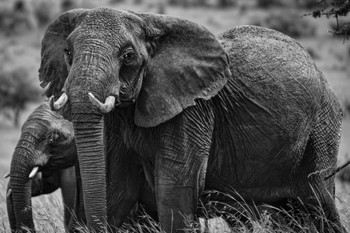 Laminated African Elephant Family Black and White Photo African Elephant Wall Art Elephant Posters For Wall Elephant Art Print Elephants Wall Decor Photo Of Elephant Tusks Poster Dry Erase Sign 36x24