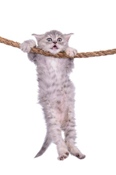 Laminated Kitten Hanging Onto Rope Hang in There Cat Poster Funny Wall Posters Kitten Posters for Wall Motivational Cat Poster Funny Cat Poster Inspirational Cat Poster Poster Dry Erase Sign 24x36
