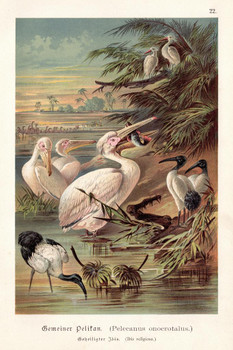 Laminated Gemeiner Pelican Great White Pelican Vintage Illustration Bird Pictures Wall Decor Beautiful Art Wall Decor Feather Prints Wall Art Wildlife Animal Bird Prints Poster Dry Erase Sign 24x36
