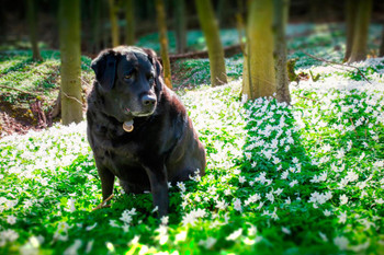 Laminated Doggie Time Labrador Retriever in Wild Flowers Photo Photograph Poster Dry Erase Wall Art 36x24