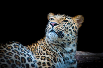 Laminated Leopard Face Detail Photograph Leopard Pictures Wall Decor Jungle Animal Pictures for Wall Posters of Wild Animals Jungle Leopard Print Decor Animal Wall Decor Poster Dry Erase Wall Art 36x24