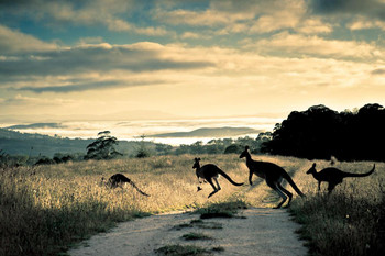 Laminated Scattering Rays Roos and Rosella Photo Photograph Poster Dry Erase Sign 36x24