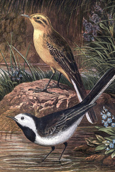 Laminated Wagtail Birds Natural History Vintage Illustration Bird Pictures Wall Decor Beautiful Art Wall Decor Feather Prints Wall Art Nature Wildlife Animal Bird Prints Poster Dry Erase Wall Art 24x36