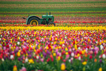 Laminated Vintage Green Tractor Colorful Tulip Field Photo Photograph Poster Dry Erase Sign 36x24