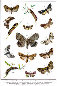 Laminated Owlet Moths of Europe 19th Century Illustration Insect Wall Art of Moths and Butterflies butterfly Illustrations Insect Poster Moth Print Poster Dry Erase Sign 24x36