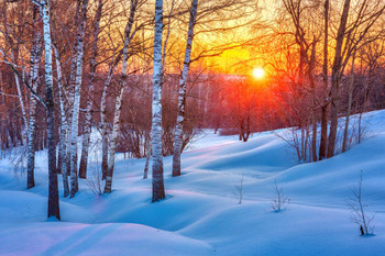 Laminated Snowy Birch Tree Forest Colorful Winter Sunset Photo Poster Dry Erase Sign 36x24