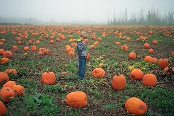 Laminated Young Boy Tries to Pick Out a Pumpkin Photo Photograph Poster Dry Erase Sign 36x24