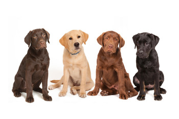 Four Labrador Puppies Dogs Lineup Different Color Brown Puppy Cute Animal Dog Breed Photo Photograph Cool Wall Decor Art Print Poster 18x12
