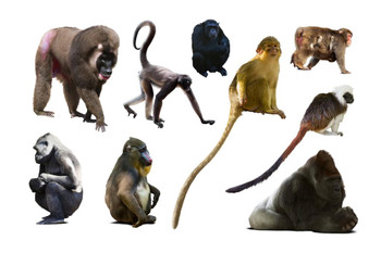 Laminated collection of different monkeys Cool Wall Art Poster Dry Erase Sign 24x36