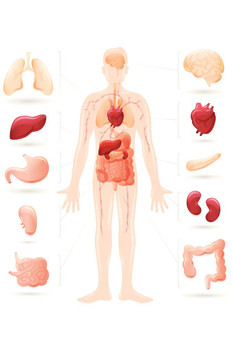 Human Body And Organs Anatomy Diagram Cool Wall Art Laminated Dry Erase Sign Poster 24x36