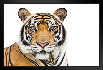 Young Bengal Tiger Face Isolated White Background Portrait Photo Cool Wall Art Black Wood Framed Poster 14x20