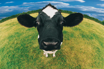 Laminated Headshot of Holstein Friesian Cow Photo Photograph Cow Pictures Wall Decor Fun Cow Pictures Cow Skull Picture of a Cow Prints Wall Art Cow Print Wall Decor Poster Dry Erase Wall Art 36x24