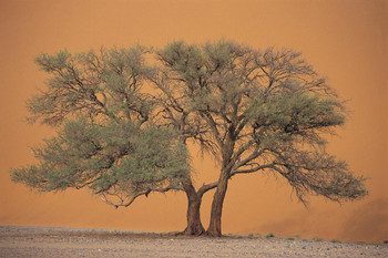 Laminated Tree in the Namib Desert Namibia South Africa Photo Art Print Cool Wall Art Poster Dry Erase Wall Art 24x36