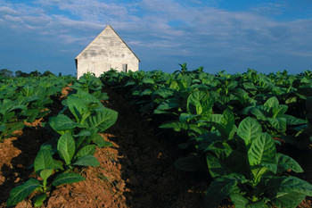 Laminated Tobacco Plants on the Farm Photo Art Print Cool Wall Art Poster Dry Erase Wall Art 36x24