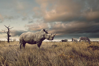 Laminated Standing Proud Rhinoceros Watching Zebras Photo Art Print Poster Dry Erase Wall Art 36x24